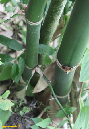 Stem Photo