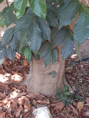 Stem Photo