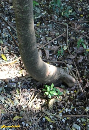 Stem Photo