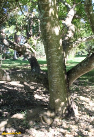 Stem Photo
