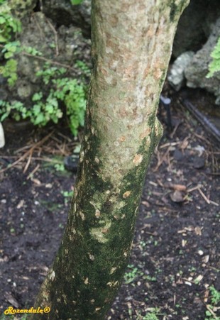 Stem Photo