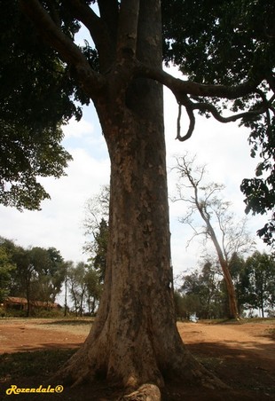 Stem Photo