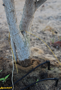 Stem Photo