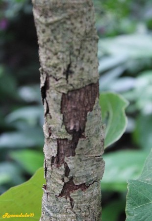 Stem Photo
