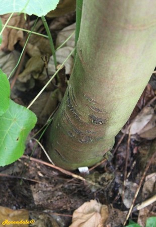 Stem Photo