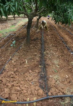 Stem Photo