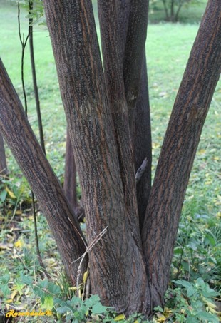 Stem Photo