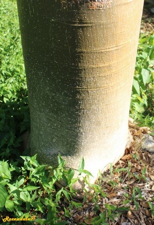 Stem Photo