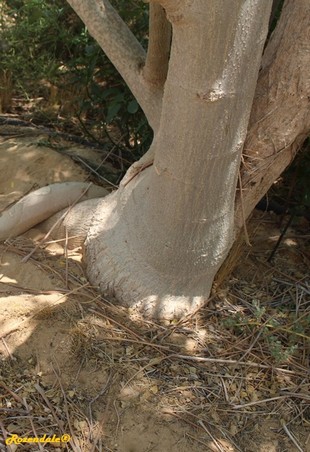 Stem Photo
