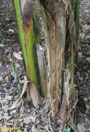 Stem Photo