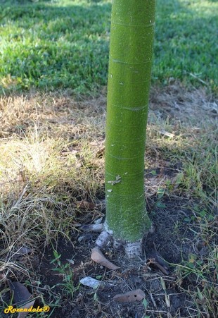 Stem Photo