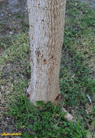 Stem Photo