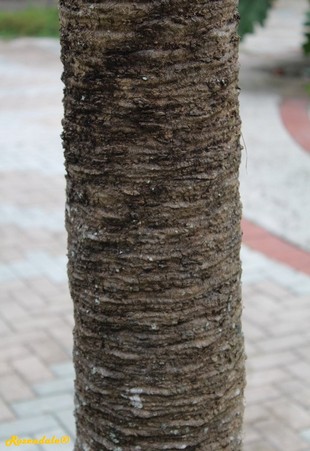 Stem Photo