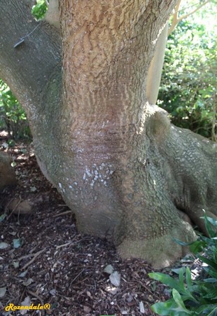 Stem Photo