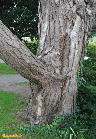 Stem Photo