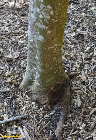 Stem Photo