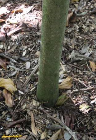 Stem Photo