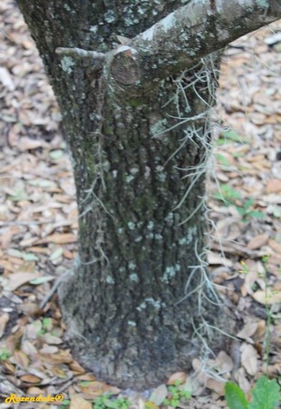 Stem Photo