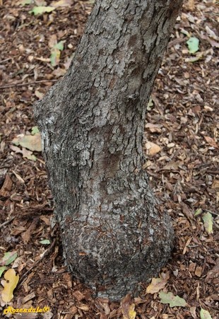 Stem Photo