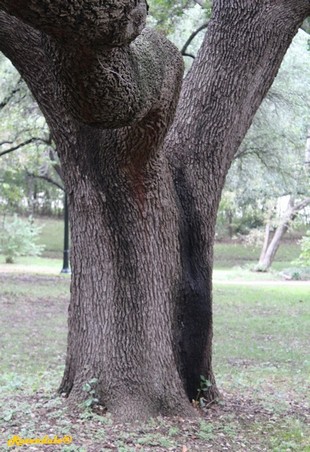 Stem Photo