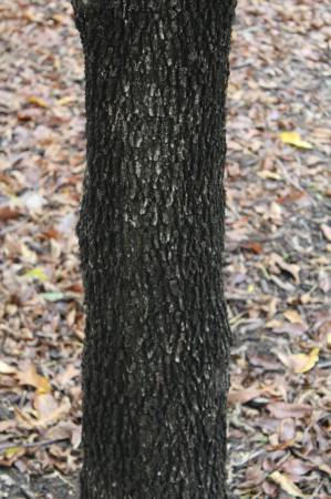 Quercus_virginiana4ForthWorth20161109a.JPG