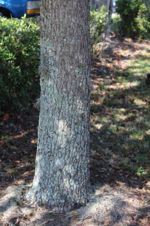 Quercus_virginiana4ForthWorth20161109d.JPG