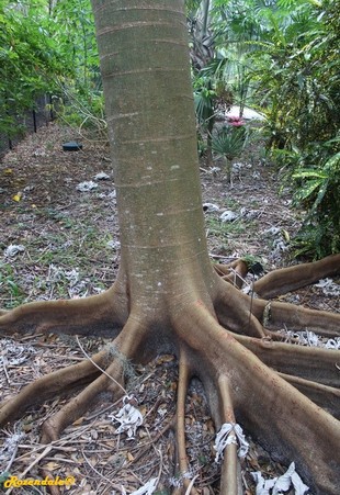 Stem Photo