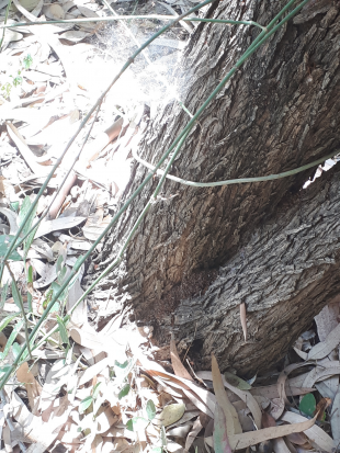 Stem Photo