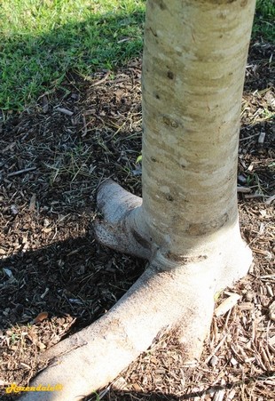 Stem Photo