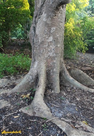 Stem Photo
