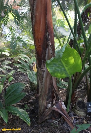 Stem Photo