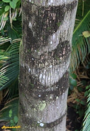Stem Photo
