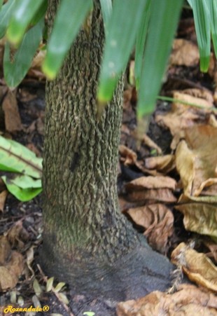 Stem Photo