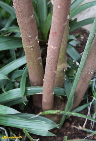 Stem Photo