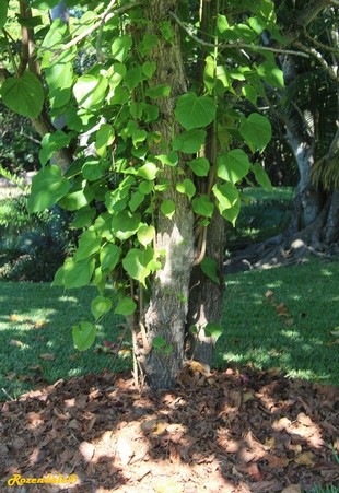 Stem Photo