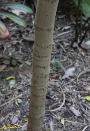Stem Photo
