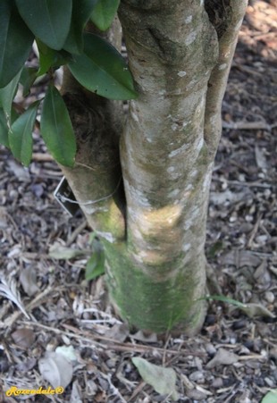 Stem Photo