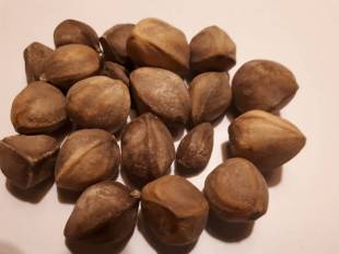Seeds Photo