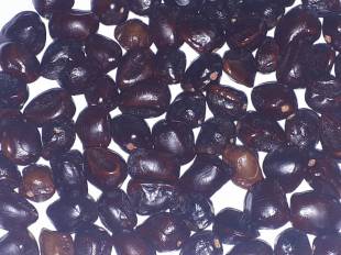 Seeds Photo