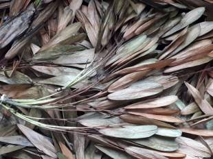 Seeds Photo