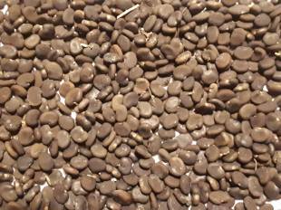 Seeds Photo