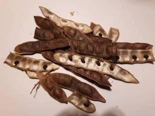 Seeds Photo
