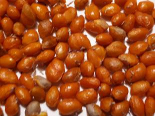 Seeds Photo