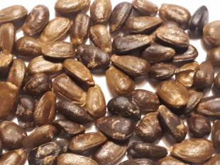 Seeds Photo