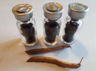 Seeds Photo