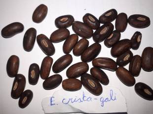 Seeds Photo