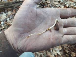 Seeds Photo