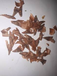Seeds Photo