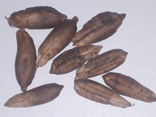 Seeds Photo