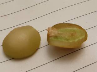 Acokanthera spectabilis - Unkn